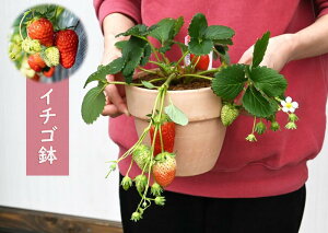 v[g2025NĂĂ̂܂ܐHׂC`SA  a 蕨  eRb^5e@@䕔A