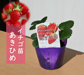 いちご 苗 あきひめ イチゴ 章姫 苺　育てて食べるあまい苺が楽しめます