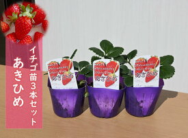 2025年イチゴ苗 あきひめ 3本セット いちご 章姫 苺