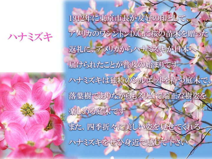 楽天市場 プレゼントに自宅の庭植え鉢植えに3色ハナミズキ苗23年4月開花のハナミズキ苗木ハナミズキ紅と白とピンク白花ハナミズキと赤花ハナミズキピンク 花の3本セットハナミズキジュニアミスハナミズキクラウドナインハナミズキレッドジャイアント 園芸百貨店何でも