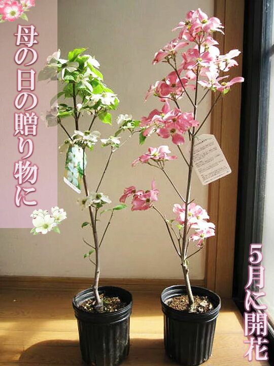 楽天市場 プレゼントに5月に開花母の日贈り物おすすめおめでたい紅白22年4月から５月に開花予定苗となりますハナミズキを自宅のお庭にシンボルツリーを ハナミズキ苗花水木苗木シンボルツリー アメリカハナミズキ苗木紅白ハナミズキ２本セット 苗木ハナミズキ 園芸