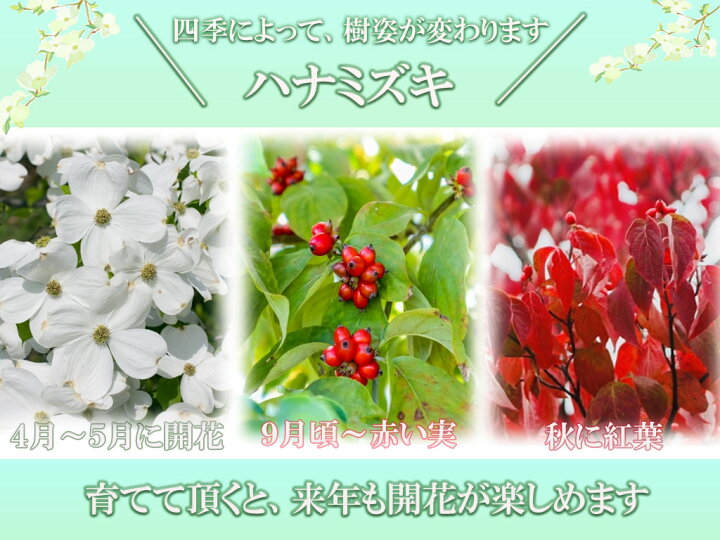 楽天市場 プレゼントに5月に開花母の日贈り物おすすめおめでたい紅白22年4月から５月に開花予定苗となりますハナミズキを自宅のお庭にシンボルツリーを ハナミズキ苗花水木苗木シンボルツリー アメリカハナミズキ苗木紅白ハナミズキ２本セット 苗木ハナミズキ 園芸