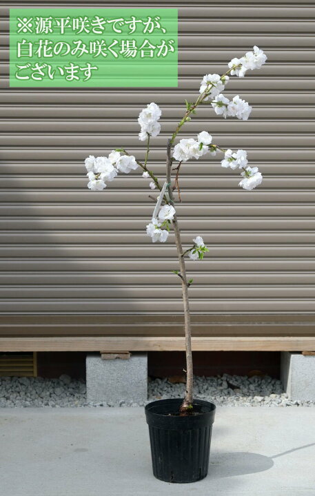 楽天市場 おすすめのおめでたいしだれ桃花苗です ハナモモ 源平桃 ゲンペイモモ 枝垂れ桃花桃庭木苗 接ぎ木苗 咲き分けの源平しだれ桃 花桃 花 桃花紅白しだれ桃源平しだれ桃苗 園芸百貨店何でも揃うこぼんさい