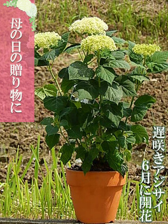 楽天市場 7月に開花お誕生日プレゼントの贈り物に当店おすすめアナベルアジサイプレゼントにおすす22年6月開花の遅咲アジサイアジサイ鉢植えアジサイ アナベル鉢植えアナベル紫陽花別名アメリカアジサイ紫陽花鉢植えアナベル花鉢母の日アジサイ 園芸百貨店何でも揃う 楽天市場 7月に開花お誕生日プレゼントの贈り物に当店おすすめアナベルアジサイプレゼントにおすす22年6月開花の遅咲アジサイアジサイ鉢植えアジサイ アナベル鉢植えアナベル紫陽花別名アメリカアジサイ紫陽花鉢植えアナベル花鉢母の日アジサイ 園芸百貨店何でも揃う
