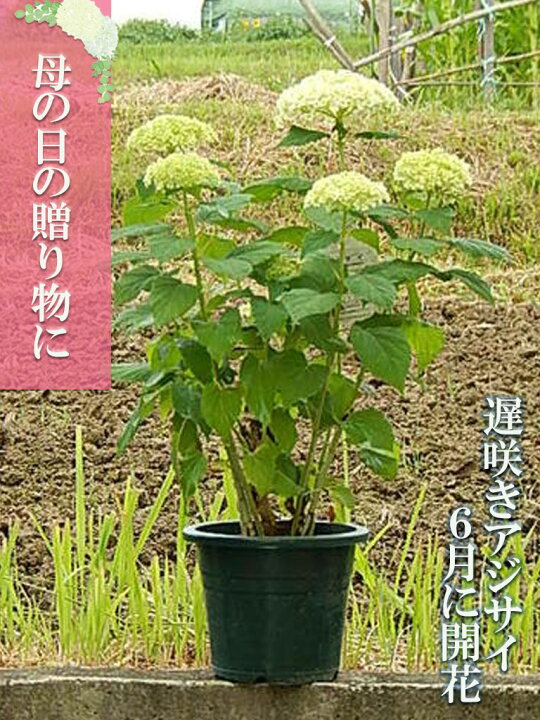 楽天市場 遅れてごめんね まだ間に合う母の日ギフト22年5月母の日プレゼントにおすすめ6月開花のアナベルのお届けになります贈り物に白いアナベル アジサイとても丈夫で強い品種ですアナベル苗あじさい大苗開花後切り花ししても楽しめます 園芸百貨店何でも揃うこぼんさい