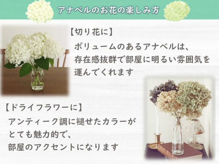 楽天市場 7月に開花お誕生日プレゼントの贈り物に当店おすすめアナベルアジサイプレゼントにおすす22年6月開花の遅咲アジサイアジサイ鉢植えアジサイ アナベル鉢植えアナベル紫陽花別名アメリカアジサイ紫陽花鉢植えアナベル花鉢母の日アジサイ 園芸百貨店何でも揃う 楽天市場 7月に開花お誕生日プレゼントの贈り物に当店おすすめアナベルアジサイプレゼントにおすす22年6月開花の遅咲アジサイアジサイ鉢植えアジサイ アナベル鉢植えアナベル紫陽花別名アメリカアジサイ紫陽花鉢植えアナベル花鉢母の日アジサイ 園芸百貨店何でも揃う