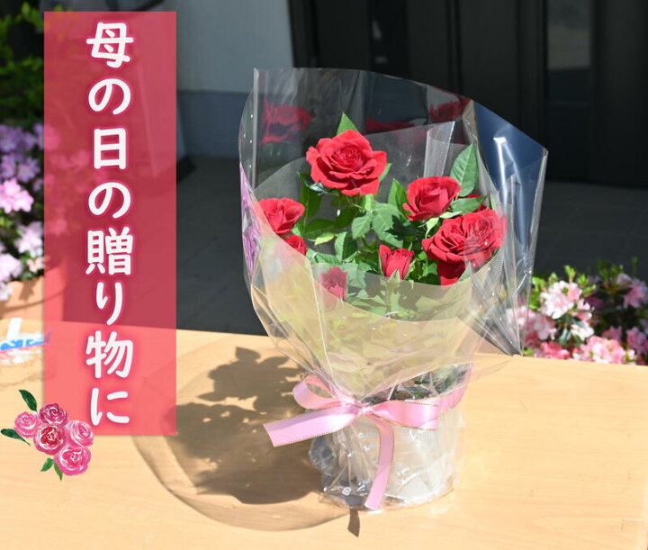 楽天市場 22年４月開花スターローズ ミニバラ 赤花 鉢花 ６月以降のお届け開花終了剪定後の状態でのお届けとなります 園芸百貨店何でも揃うこぼんさい