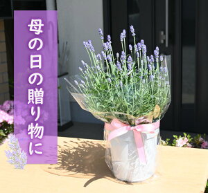 av[g p2025N蕨 5蔭x_[2025N5ɊJԕ̓̑蕨 x_[ c v @ԁ@ ̓Mtg