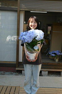 農業資材 ガーデニング用品 アジサイ 母の日 鉢 農業資材 ガーデニング用品の人気商品 通販 価格比較 価格 Com