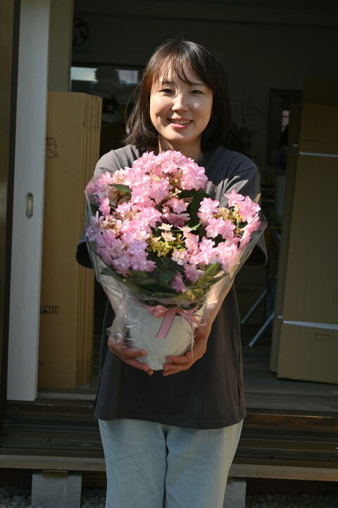 楽天市場 22年開花終了剪定後のお届け花 鉢植え ひな祭り紫陽花 ピンク 5月に開花星咲きの綺麗なアジサイまだ間に合う母の日プレゼントにもおすすめの アジサイ贈り物あじさい ガクアジサイ 紫陽花鉢植えガク咲きの八重 紫陽花 園芸百貨店何でも揃うこぼんさい