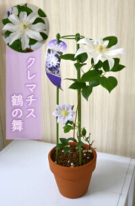 y9_ ł̂͂ɂȂ܂zԂ͍炢Ă܂N}`X ߂̕ kMm[Un N}`X fĂ