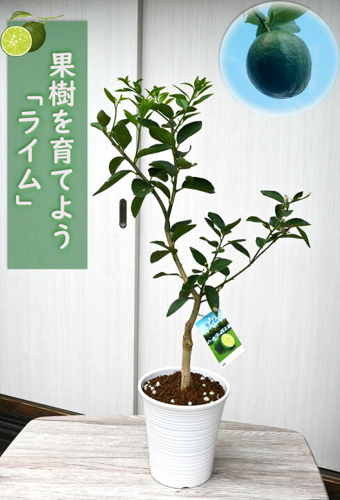 楽天市場 22年新入荷果樹 ライム 鉢植え 柑橘類 園芸百貨店何でも揃うこぼんさい 楽天市場 22年新入荷果樹 ライム 鉢植え 柑橘類 園芸百貨店何でも揃うこぼんさい