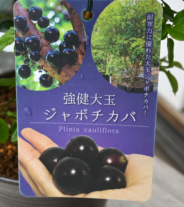 楽天市場】2026年トロピカルフルーツ ジャボチカバ 鉢植え希少品種です 
