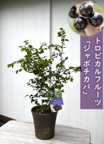 楽天市場】ジャボチカバ 鉢 栽培の通販