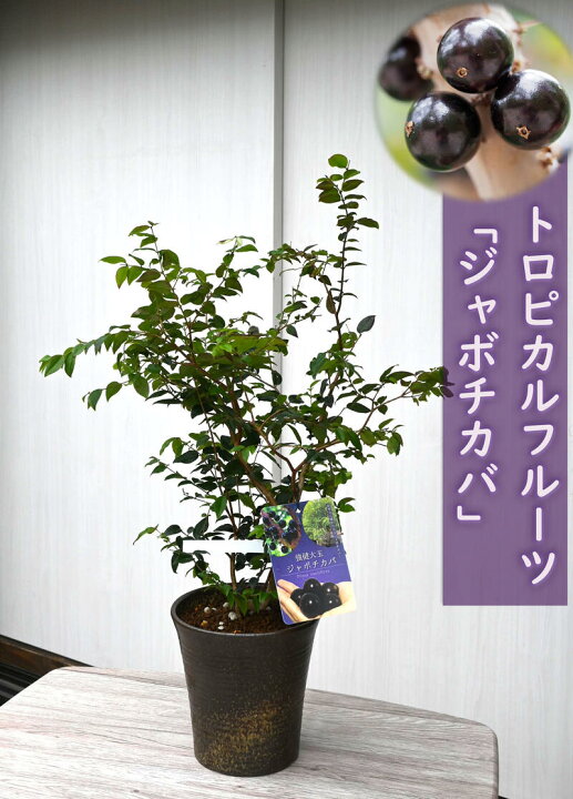 楽天市場】2026年トロピカルフルーツ ジャボチカバ 鉢植え希少品種です 