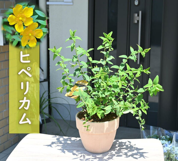 楽天市場 22年開花花鉢 ヒペリカム テラコッタ鉢入り 5月 ７月開花 園芸百貨店何でも揃うこぼんさい