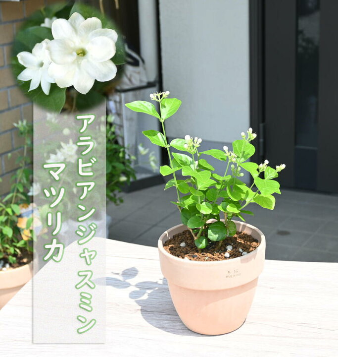 楽天市場 22年開花 花鉢 アラビアンジャスミン マツリカ テラコッタ鉢入り 茉莉花 園芸百貨店何でも揃うこぼんさい