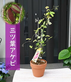 鉢植えで育てる あけび ミツバアケビ 果樹 鉢植え 三ツ葉アケビ 育てて楽しむ あけび 実がついていない状態でのお届けになります