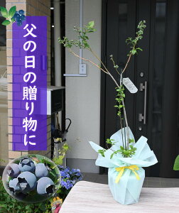 av[gɁ@u[x[ ACoz[ A ʎ nCubVn 