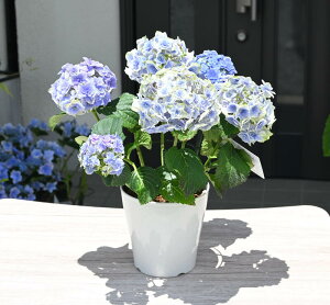 紫陽花 鉢 苗の人気商品 通販 価格比較 価格 Com