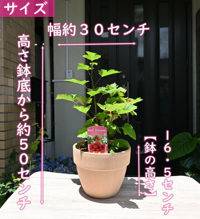 楽天市場 ウルトララズベリー レッドドリーム 鉢植え 果樹 木苺 ラズベリー 園芸百貨店何でも揃うこぼんさい