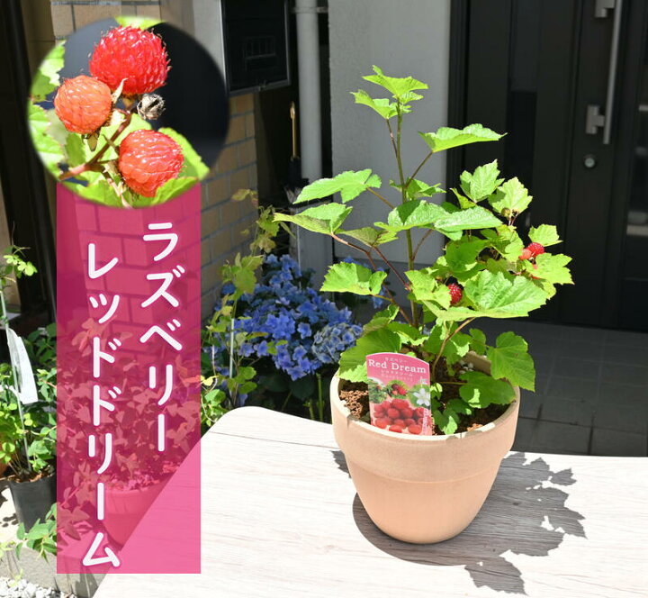 楽天市場 ウルトララズベリー レッドドリーム 鉢植え 果樹 木苺 ラズベリー 園芸百貨店何でも揃うこぼんさい