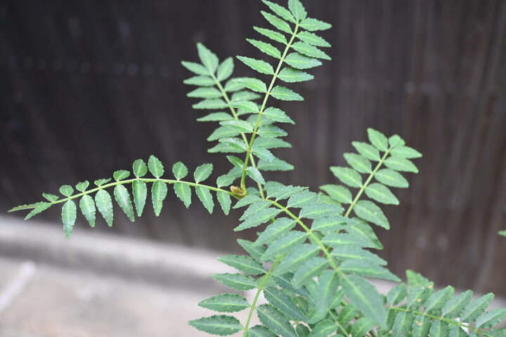 楽天市場 無農薬栽培葉山椒 鉢植え 山椒食用に 食べれる葉山椒 安全育てる山菜 アゲハチョウの餌にもできます 園芸百貨店何でも揃うこぼんさい 楽天市場 無農薬栽培葉山椒 鉢植え 山椒食用に 食べれる葉山椒 安全育てる山菜 アゲハチョウの餌にもできます 園芸百貨店何でも揃うこぼんさい