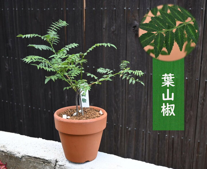 楽天市場 無農薬栽培葉山椒 鉢植え 山椒食用に 食べれる葉山椒 安全育てる山菜 アゲハチョウの餌にもできます 園芸百貨店何でも揃うこぼんさい