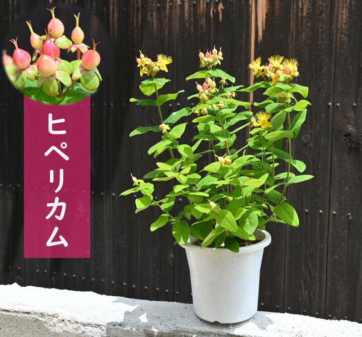 楽天市場】現在実はついておりません。2025年6開花後 実が楽しめます 