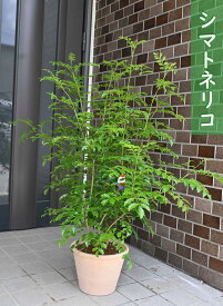 2022年6月撮影鉢植え シマトネリコ テラコッタ鉢入り 常緑樹