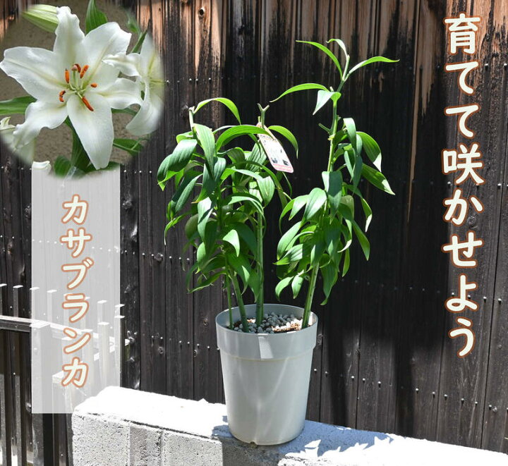 楽天市場 11月 4月のお届けは地上部から芽が出ていない状態でのお届けです 3本仕立て23年剪定後のお届け カサブランカ 育てるカサブランカ 剪定した状態でのお届けになります ユリ 園芸百貨店何でも揃うこぼんさい
