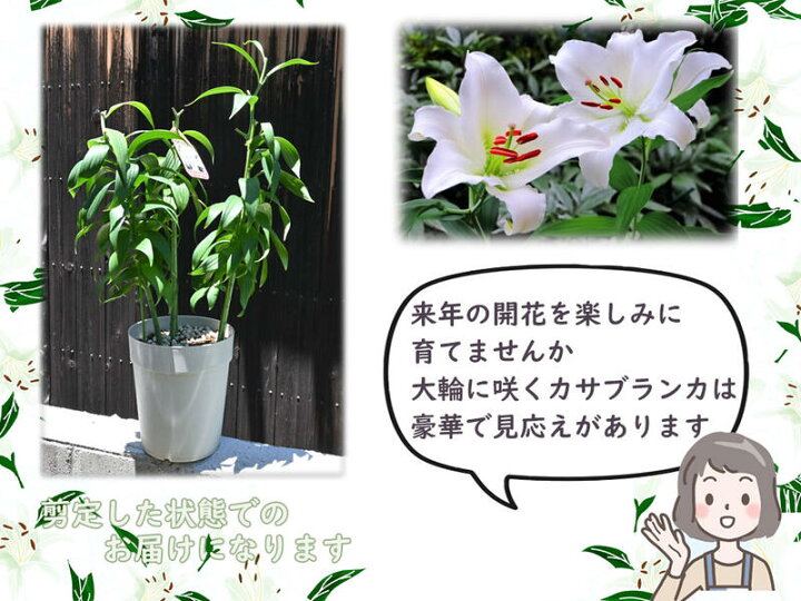 楽天市場 11月 4月のお届けは地上部から芽が出ていない状態でのお届けです 3本仕立て23年剪定後のお届け カサブランカ 育てるカサブランカ 剪定した状態でのお届けになります ユリ 園芸百貨店何でも揃うこぼんさい