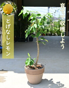 生花 果樹 鉢植え 生花の人気商品 通販 価格比較 価格 Com