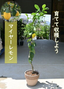 2025N57ɊJԌ̂Ȃ񔫐AňĂ郌@}C[ʎ@A @eRb^ Ă悤@EG̔A@ʎ͔|