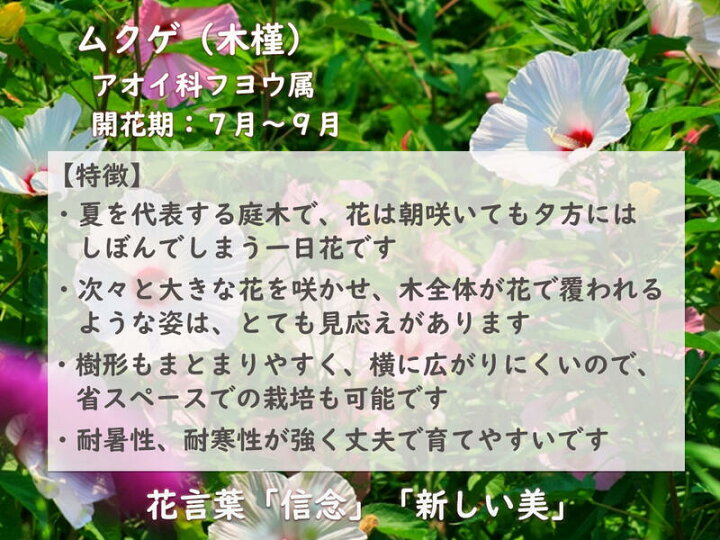 楽天市場】2025年花芽確認のムクゲ開花苗2025年7月から8月に開花 