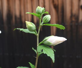 白花のムクゲのお花2024年7月開花ムクゲ槿ムクゲ白花サマースノームクゲ苗