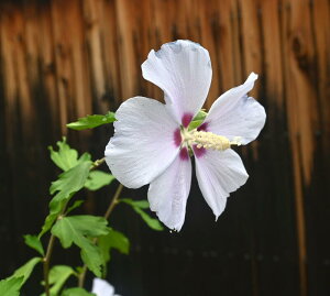 ەcJԕcu[o[h2025N7Jԕcu[Fɍ炭NQłB