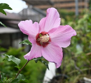 2026N6蔭ԉmF̃NQNQcہ@@ At_CgNQc2025N7Jԕc