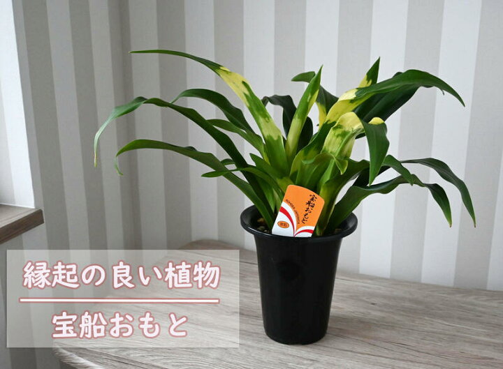 楽天市場 お祝い贈り物新築祝いお誕生日プレゼントの観葉植物 万年青 宝船 おもと 縁起が良い オモト 予約販売につき９月２日から発送になります 園芸百貨店何でも揃うこぼんさい