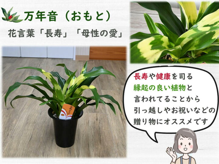 楽天市場 お祝い贈り物新築祝いお誕生日プレゼントの観葉植物 万年青 宝船 おもと 縁起が良い オモト 予約販売につき９月２日から発送になります 園芸百貨店何でも揃うこぼんさい