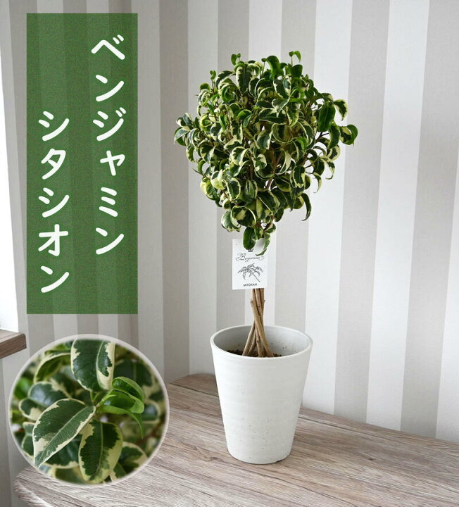 楽天市場】リビング観葉植物 ベンジャミン シタシオン インテリア 