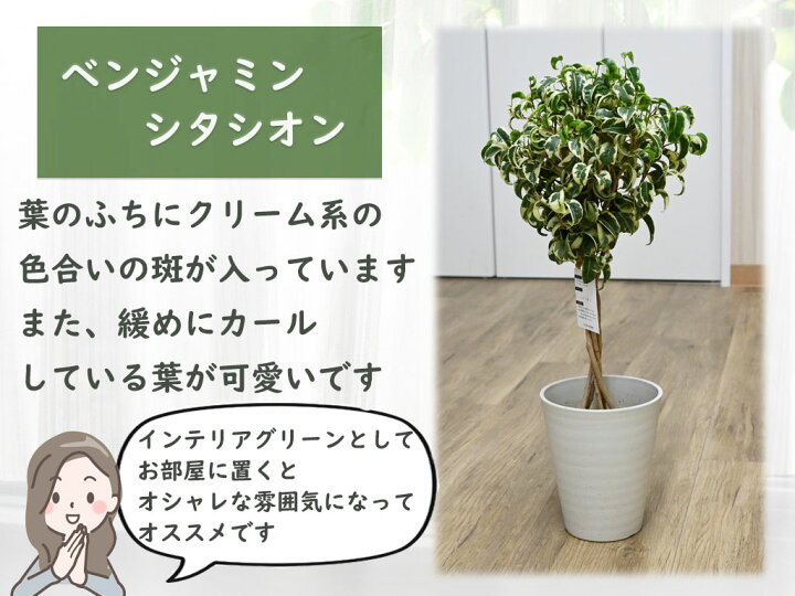楽天市場】リビング観葉植物 ベンジャミン シタシオン インテリア 