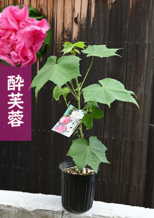 楽天市場 接ぎ木苗酔芙蓉 苗木 八重咲き スイフヨウ苗 ６号サイズのしっかりとした苗ですすいふようスイフヨウ 園芸百貨店何でも揃うこぼんさい