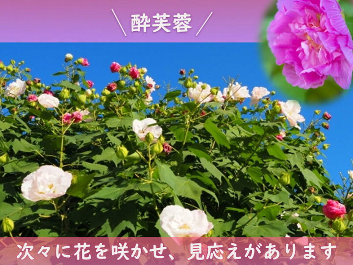 楽天市場】2025年6月末ごろより発送接ぎ木苗酔芙蓉 苗木 八重咲き 
