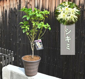 シキミ 鉢植え 樒 シキビ ハナノキ コウノキ コウノハナ 常緑樹 仏前草樒鉢植え
