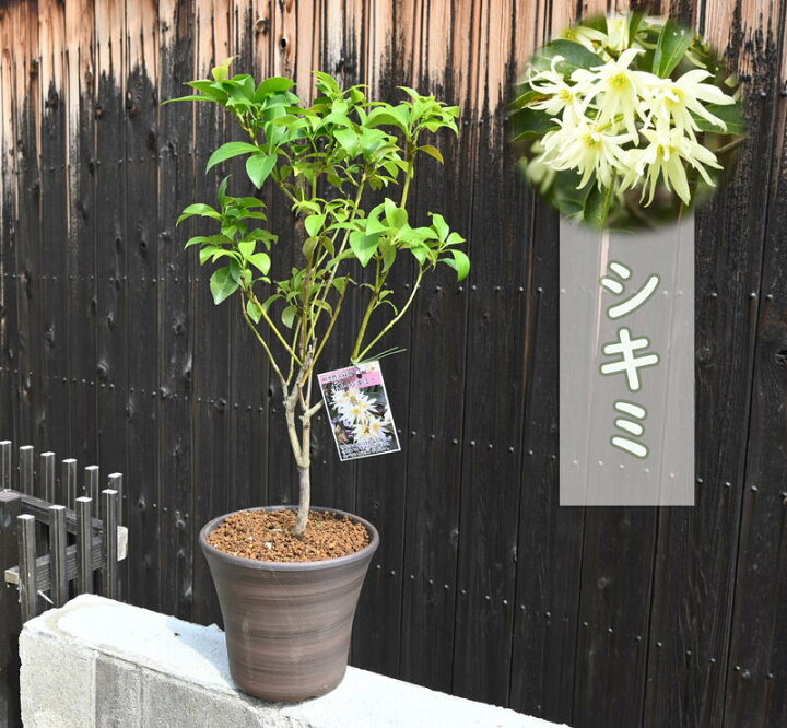 楽天市場】シキミ 鉢植え 樒 シキビ ハナノキ コウノキ コウノハナ 