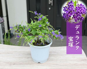 v[gɂav[g2025N6J f^  p[vu c n}c ^CME