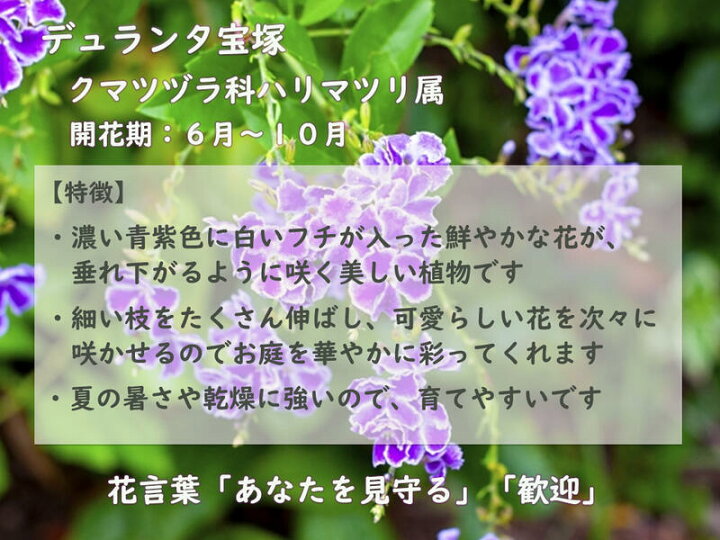 楽天市場 デュランタ 宝塚 パープルラブ 苗 ８月下旬開花中 ハリマツリ タイワンレンギョウ 園芸百貨店何でも揃うこぼんさい