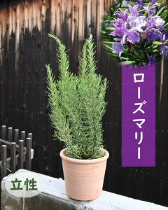 [Y}[ A eRb^  n[u gXJiu[ rosemary }lE