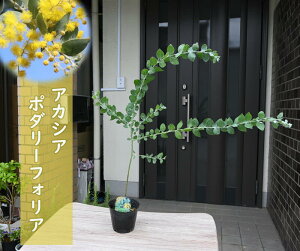 2025N5蔭p[AJVAc p[AJVA @ʖ|_[tHAc I[W[vc